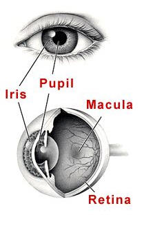 Structure of the eye